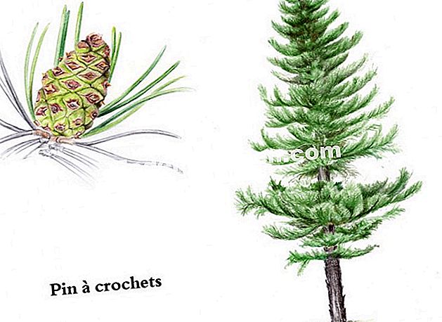 Cincang teruk (Pinus uncinata) - (gunung) Pin dengan cangkuk (Pinus uncinata) - Lukisan: I. Frances