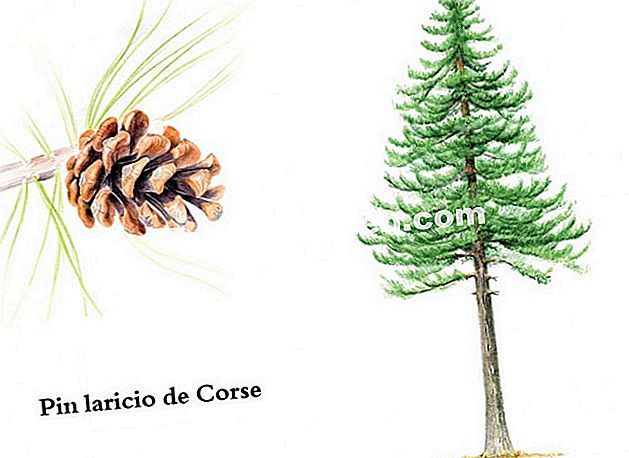 Corsican pinus (Pinus laricio)