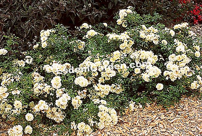 Letakkan semak belukar: penutup tanah semulajadi - (bunga) Rose 'Sunny Rose'