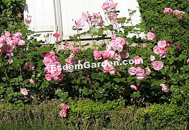 Anche se mettendo una rosa: vita facile piano - (mettendo) Anche se mettendo una rosa: vita facile piano
