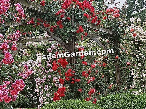 Letakkan bunga ros pada pergola - (pergola) F. Marre - EsdemGarden