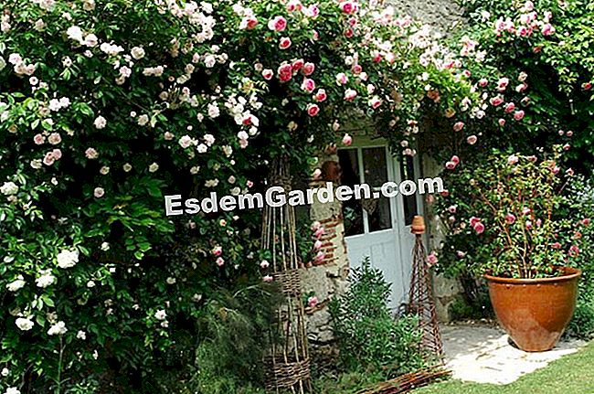 Letakkan bunga ros: di muka bumi yang cerah - (yang) F.Marre - EsdemGarden - Roquelin Garden