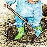 Plantar el aucuba - (aucuba) Cavar un hoyo de plantación