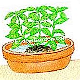 Plantar el aucuba - (arbusto) Humedezca el cepellón del arbusto