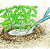 Plantar el aucuba - (flores) Para formar un cuenco