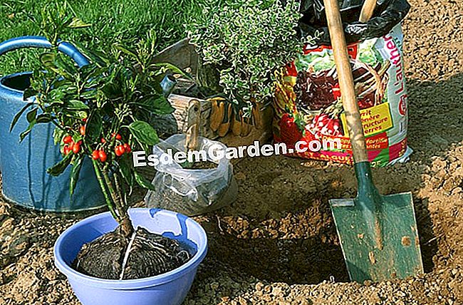 Plantar el aucuba - (suelo) Aucuba japonica 'Rozannie' - F. Marre - EsdemGarden - La madera de Pinard - Marie Marcat