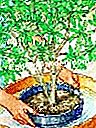 Plante a azálea caducifólia - (buraco) Umedeça o torrão da azálea