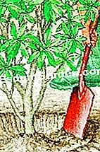 Plante a azálea caducifólia - (plante) Embale e forme uma tigela