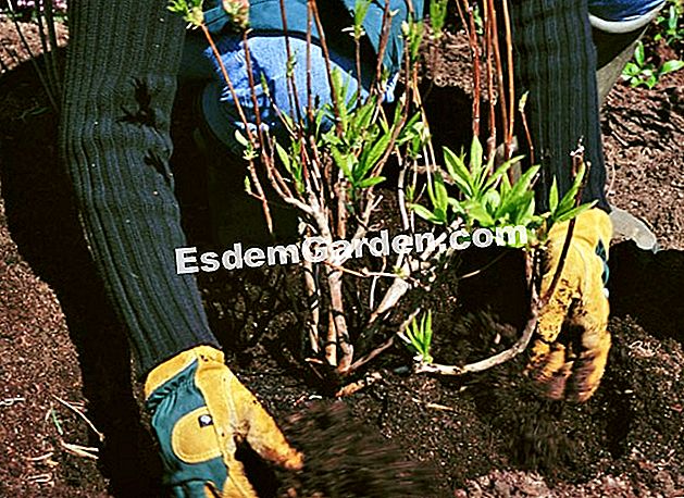Plante a azálea caducifólia - (azálea) Plantação de uma azaléia mollis 'Gibraltar' vendido em contêiner