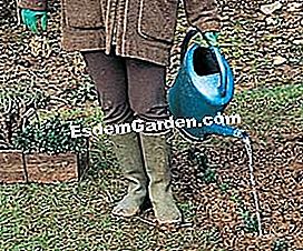 Piantare un bordo in 5 passi - (confine) Acqua copiosamente