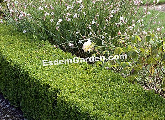 Piantare un bordo in 5 passi - (piantare) Massiccio di Gaura in fiore e bordure di bosso - Chateau de Clivoy
