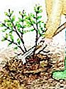 Pianta il carbone - (della) Pianta il carbone