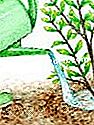 Pianta il carbone - (pianta) Confezione e acqua