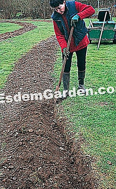 Piantare una siepe di ciondoli - (siepe) Lavorare il terreno