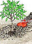 Menanam laurel sawit - (anda) Menanam laurel sawit