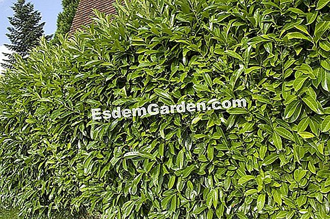 Menanam laurel sawit - (sawit) Prunus laurocerasus