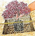 Tumbuh maple Jepun - (maple) Pasang gundukan pada ketinggian yang betul