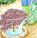 Tumbuh maple Jepun - (jepun) Bentuk mangkuk dan pek