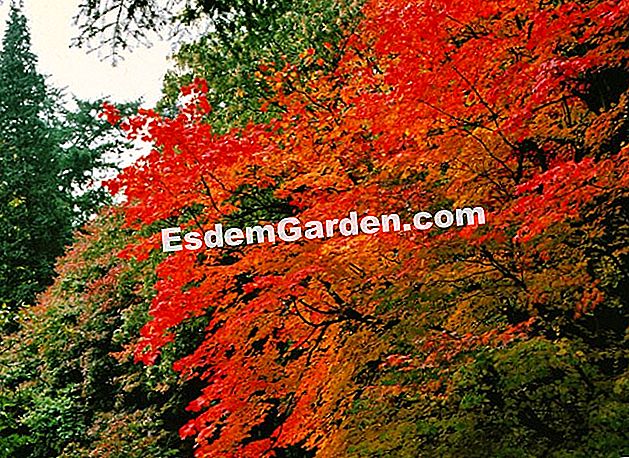 Tumbuh maple Jepun - (dengan) Dedaunan maple Jepun (Acer japonicum) mempunyai warna merah yang luar biasa di musim gugur - EsdemGarden