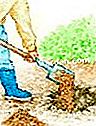 シンコフォイルを植える - (シンコフォイルを植える) 地球を準備する