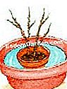 シンコフォイルを植える - (シンコフォイルを植える) 必要に応じてマウンドを湿らせます