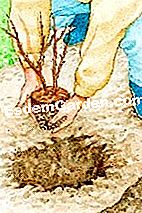 シンコフォイルを植える - (シンコフォイルを植える) シンコフォイルを植える