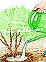 シンコフォイルを植える - (シンコフォイルを植える) パックと水