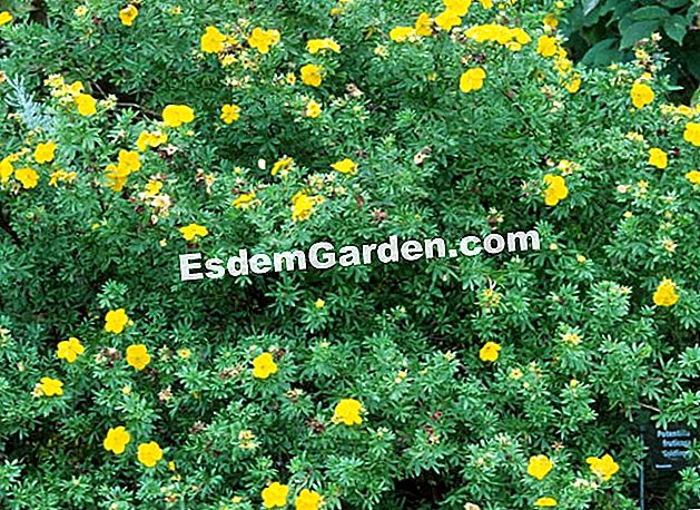 シンコフォイルを植える