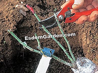 Menanam semak belukar - (menanam) Cawangan - F. Marre - EsdemGarden