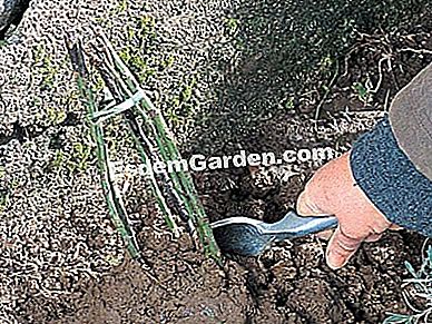 Menanam semak belukar - (belukar) Dan kenaikan naik?