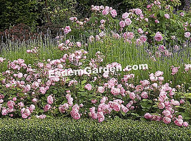 Menanam semak belukar - (belukar) Rosier 'Raubritter' - F. Marre - Jardin des Sens di Merzig (Jerman) - EsdemGarden