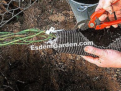 Menanam semak belukar - (belukar) F. Marre - EsdemGarden
