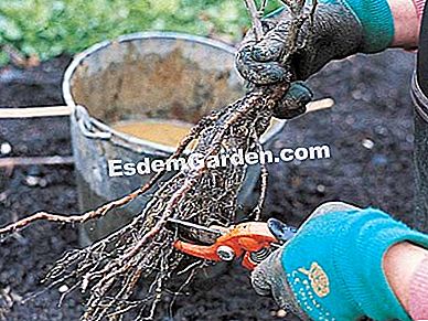 Menanam semak belukar - (belukar) Praline roots