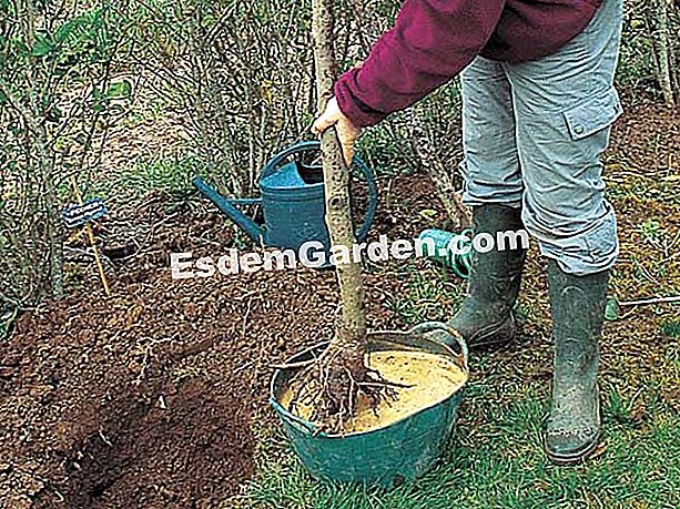 Tumbuh pokok renek pada musim sejuk - (renek) Ladang musim sejuk pokok renek yang berakar umbi - F. Marre - EsdemGarden