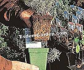 Pianta un arbusto comprato in una pentola - (giardino) Scegli una pianta sana