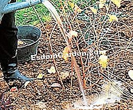 Pianta un arbusto comprato in una pentola - (pentola) Acqua e pacciame
