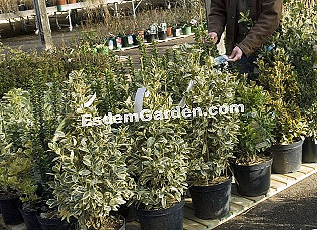 Pianta un arbusto comprato in una pentola - (pianta) Acquisto di euonymus venduto in container nel garden center - Ferme de Gally