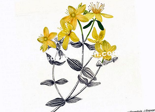 Loji St. John's - (tanah) St. John's Wort - I. Frances - EsdemGarden