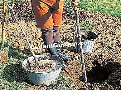 Plantar un árbol con raíces desnudas - (árbol) Instalación de un tutor - F. Marre - EsdemGarden