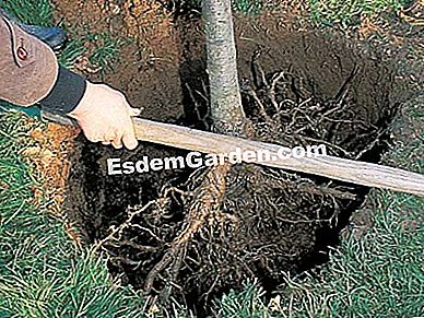 Plantar un árbol con raíces desnudas - (desnudas) Configurar el árbol - F. Marre - EsdemGarden