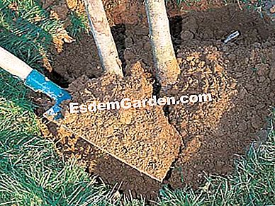 Plantar un árbol con raíces desnudas - (árbol) Reconstrucción de una plantación - F. Marre - EsdemGarden