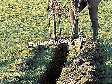 Plantar un árbol con raíces desnudas - (desnudas) Plantar un seto