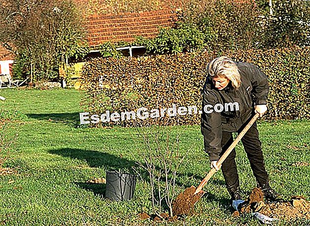 Plantar un árbol con raíces desnudas - (raíces) Cómo plantar un árbol con las raíces desnudas: las explicaciones de EsdemGarden.