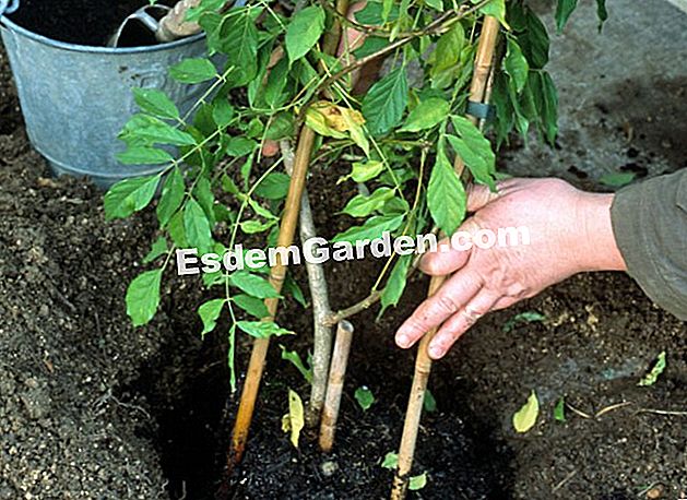 Menanam wisteria - (yang) Menanam Glycine (wisteria sinensis) di sepanjang dinding. ia mungkin perlu, tahun pertama selepas penanaman, untuk melampirkan kepada penjaga batang pendaki ini.