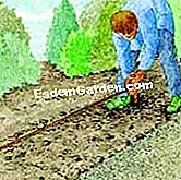 はちみつを植える - (はちみつを植える) ラインを与え、ボクの植物を準備する