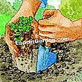 はちみつを植える - (はちみつを植える) 植物の箱の木の足