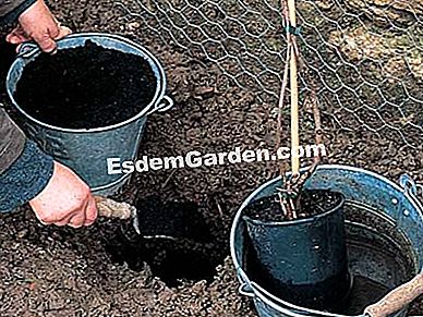 Menanam serpihan Virginia - (virginia) Penyediaan bumi