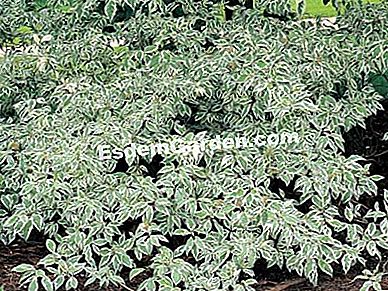 Plantați un gard viu cu frunze colorate - (plantați) White dogwood - P. Asseray - EsdemGarden