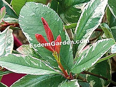 Plantați un gard viu cu frunze colorate - (plantați) Photinia - F. Marre - EsdemGarden