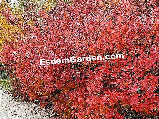 Plantați un gard viu cu frunze colorate - (plantați) Hedge de cotinus în toamnă - F. Marre - EsdemGarden